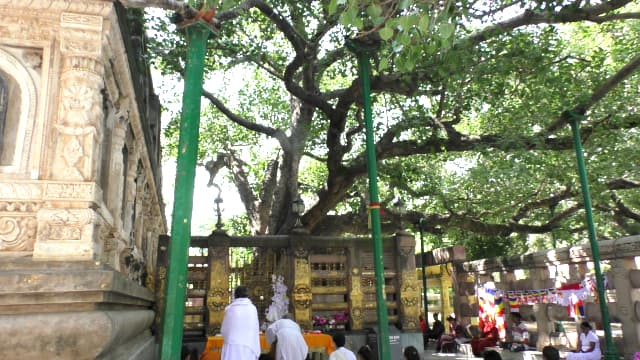 インド・ブッダガヤのマハーボディー寺院（大菩提寺）菩提樹