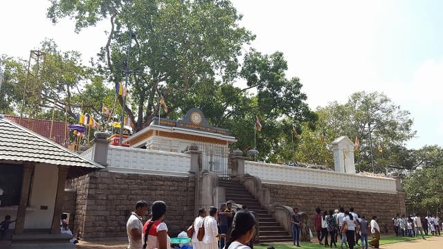 スリランカ・アヌラーダプラのスリー・マハー菩提樹