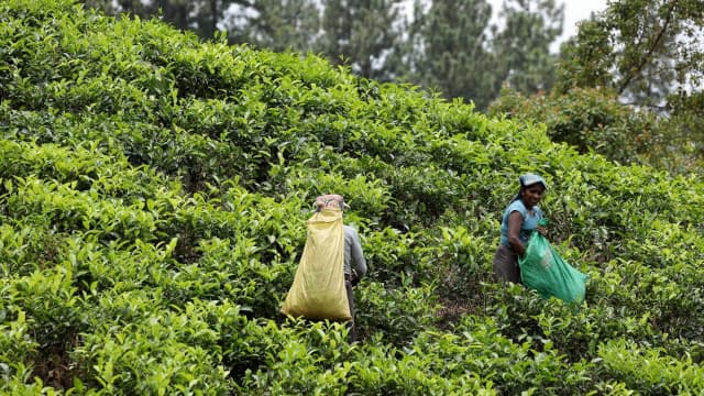 スリランカ・キャンディの茶畑