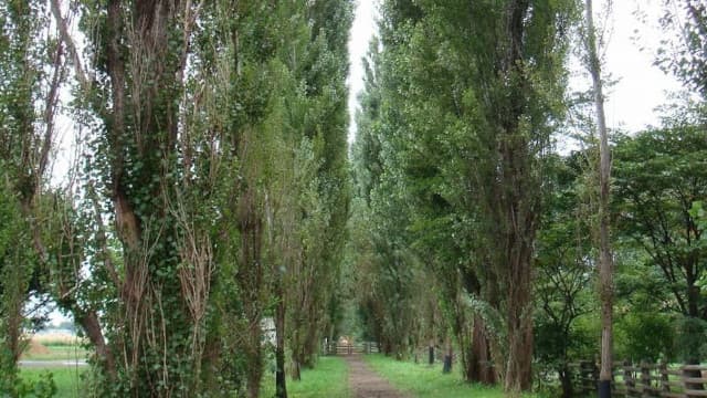 北海道札幌市の北海道大学ポプラ並木