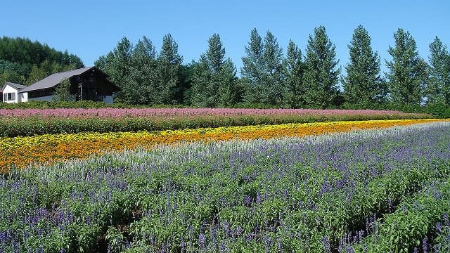 北海道空知郡のファーム富田