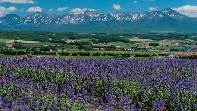北海道空知郡の上富良野町