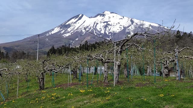青森県弘前市のリンゴ園と岩木山