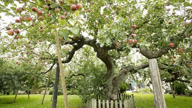 青森県つがる市の日本最古のりんごの木