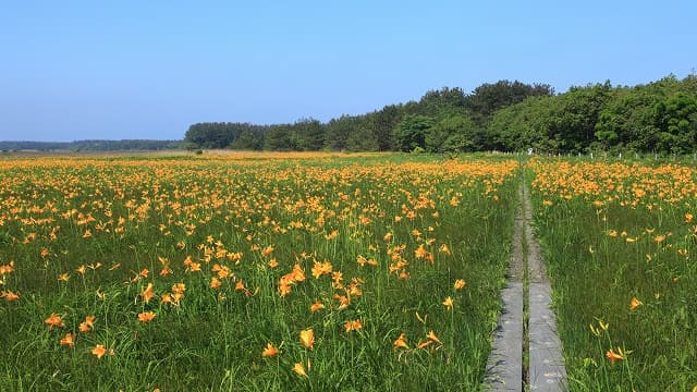 青森県つがる市のベンセ湿原