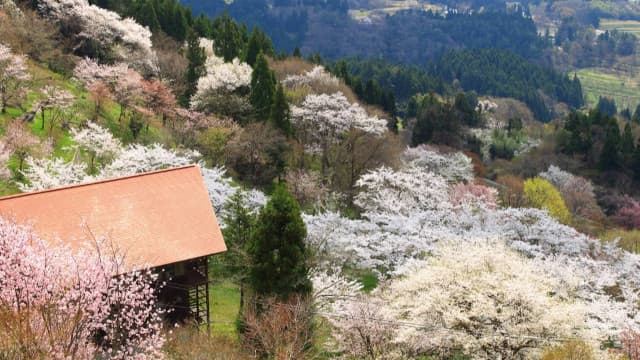 岩手県西磐井郡のさくら山