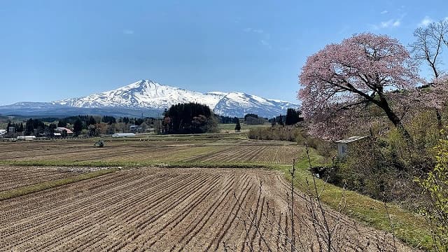 秋田県にかほ市の釜ヶ台の一本桜