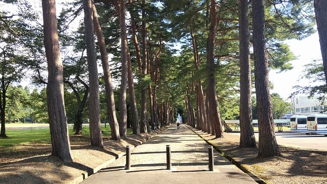 秋田県仙北郡の一丈木の松