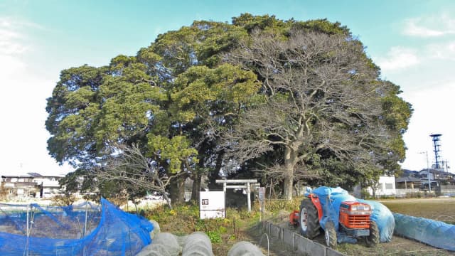 千葉県習志野市の藤崎堀込貝塚