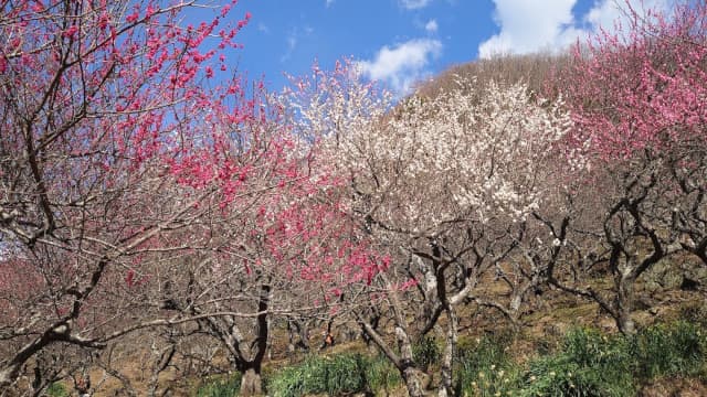 神奈川県足柄下郡の湯河原梅林