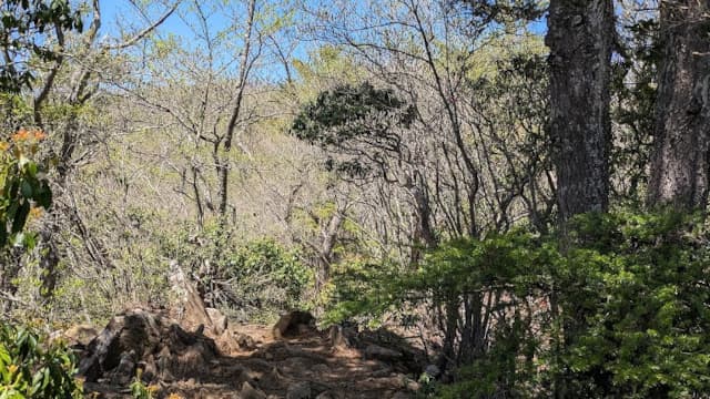 山梨県大月市の姥子山
