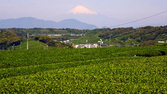 静岡県島田市の牧之原台地
