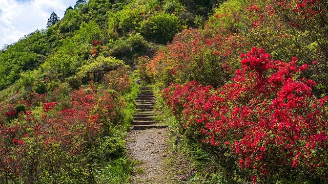 三重県度会郡の大平山の躑躅