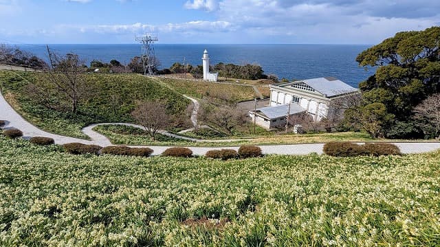 福井県福井市の越前海岸の水仙畑　下岬の文化的景観