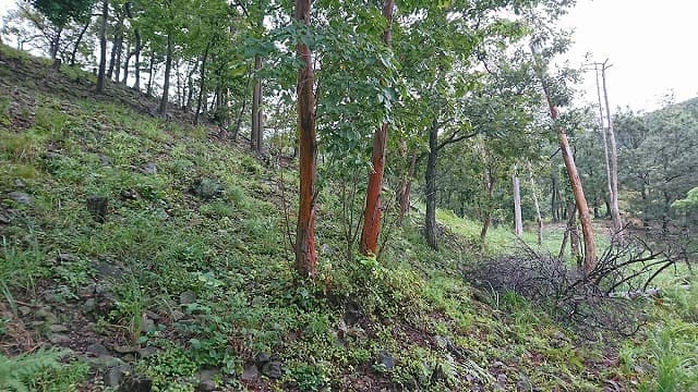 福井県福井市の免鳥長山古墳