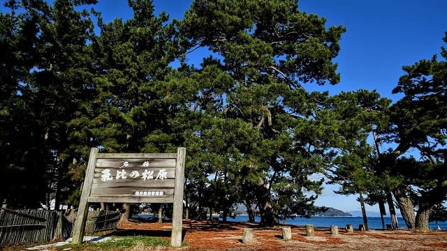 福井県敦賀市の気比の松原