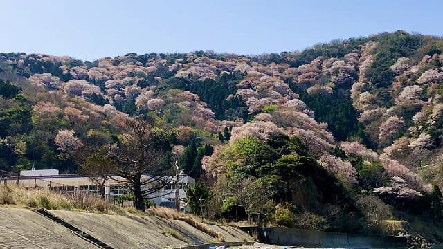 福井県三方上中郡の神子の桜