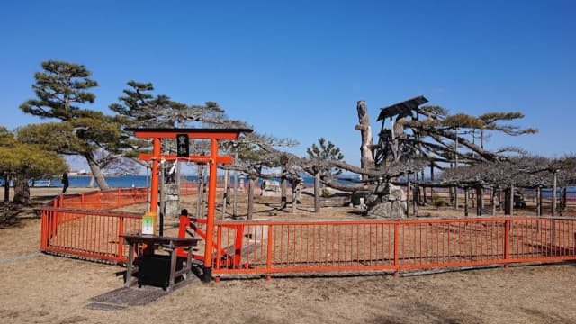 滋賀県大津市の唐崎(唐崎神社境内)