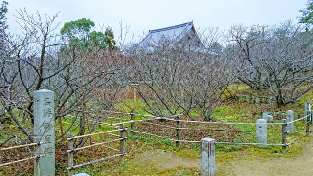 京都府京都市の御室（サクラ）