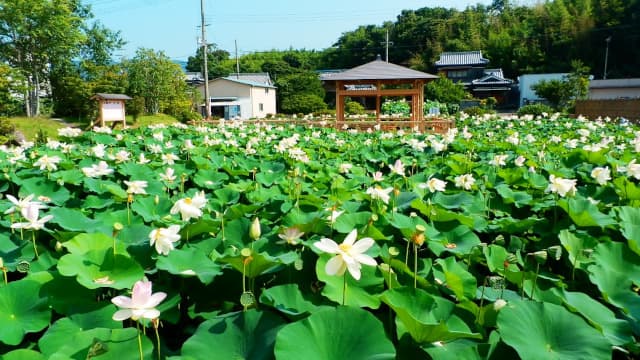 和歌山県御坊市の北吉田蓮の郷