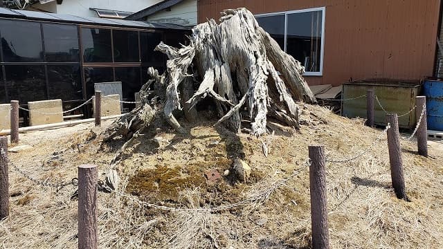 島根県出雲市の出西・伊波野一里塚