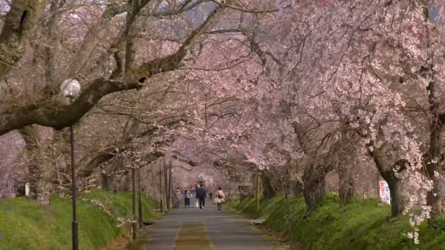山口県山口市の徳佐（サクラ）