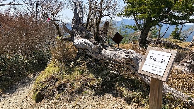 徳島県三好市の剣山＿刀掛の松