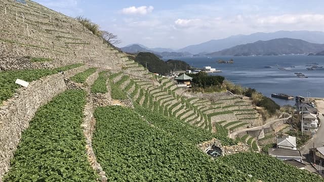 愛媛県宇和島市の遊子水荷浦の段畑
