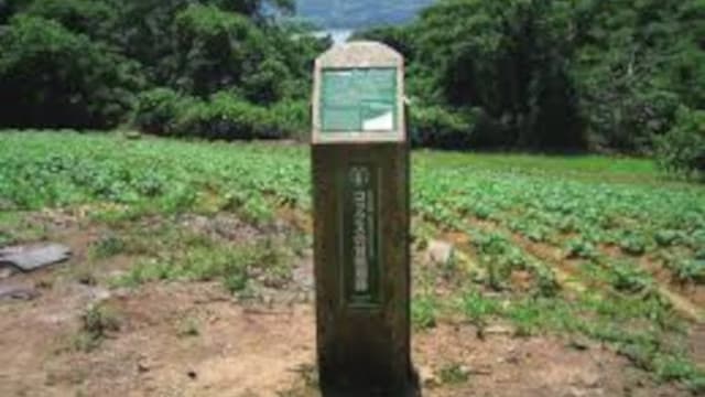 長崎県のコックスの甘藷畑跡