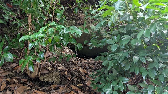 長崎県壱岐市の山ノ神古墳