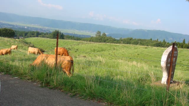 熊本県阿蘇市の草原