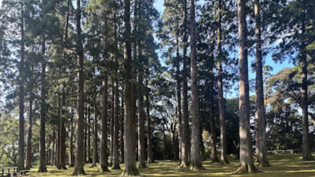 宮崎県日南市の飫肥杉