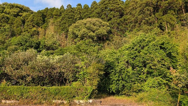 宮崎県東諸県郡の木脇村古墳